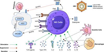 The Dynamic Role of NK Cells in Liver Cancers: Role in HCC and HBV Associated HCC and Its Therapeutic Implications